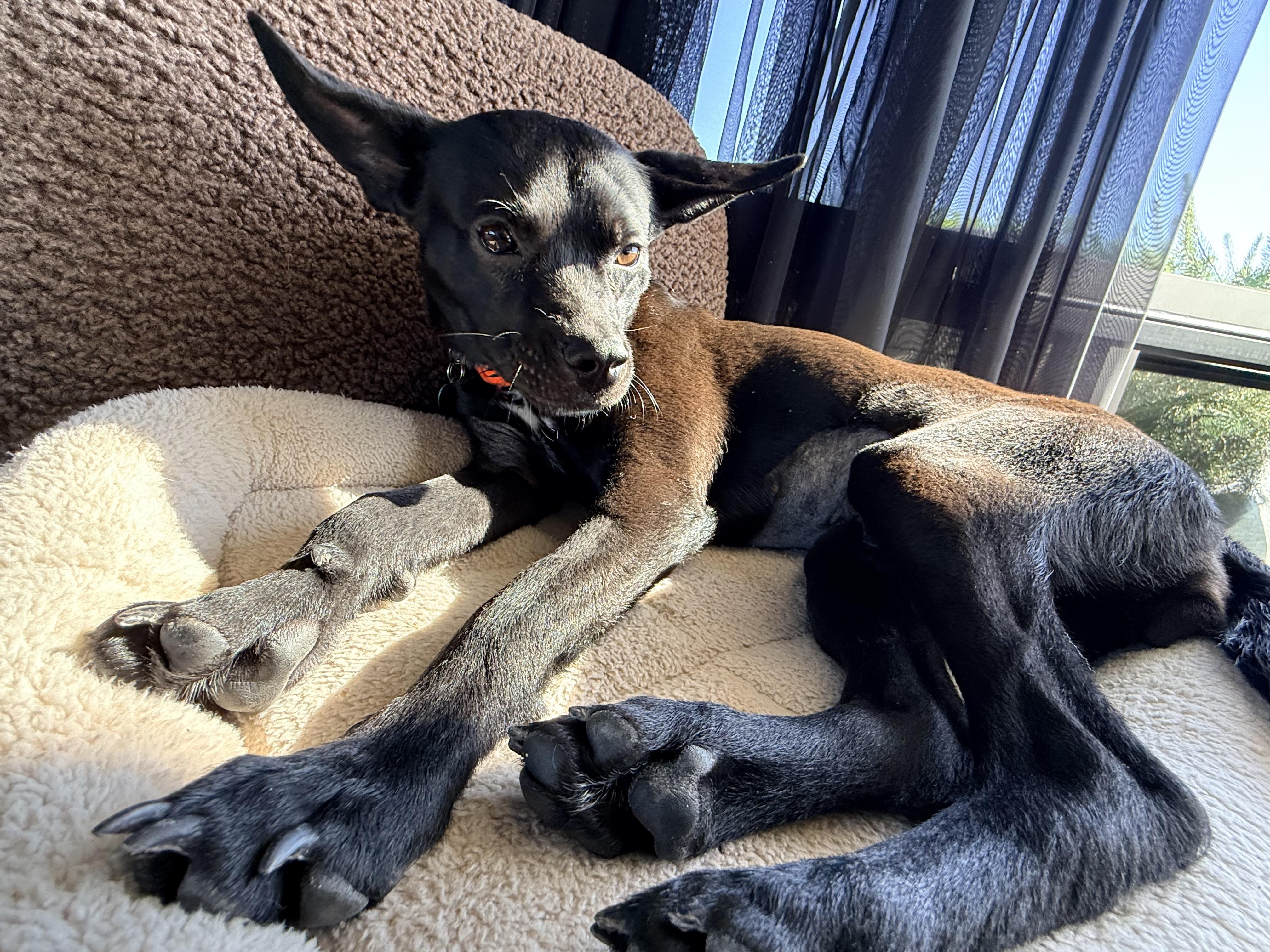 TIA, a ADOPTABLE mixed breed in los angeles, CA image 5/6