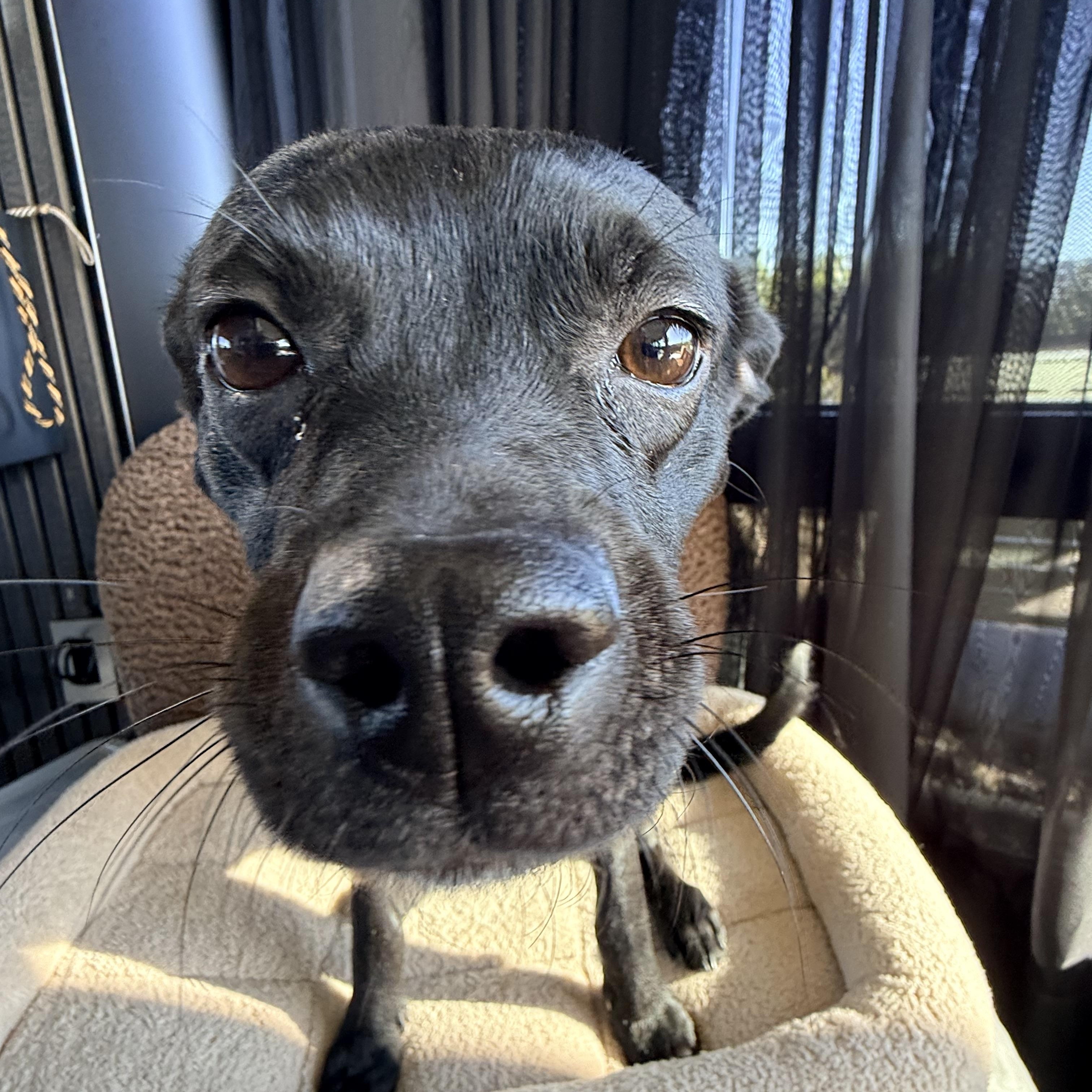 TIA, a ADOPTABLE mixed breed in los angeles, CA image 1/6