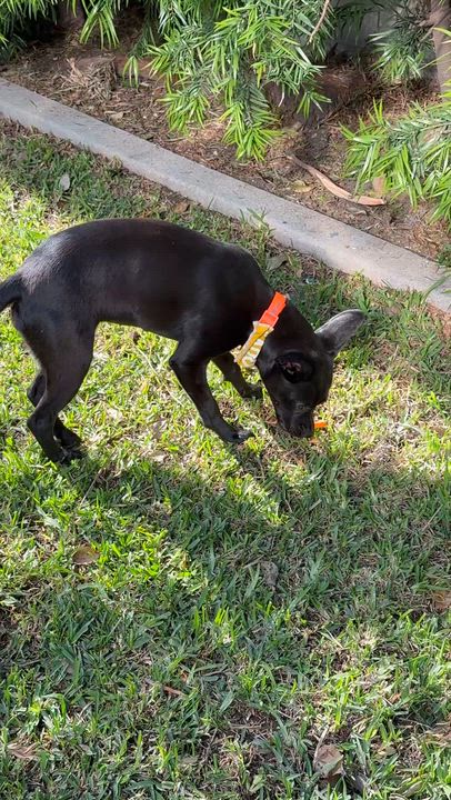 Enlarge TIA, an adopted mixed breed in los angeles, CA video 6/6