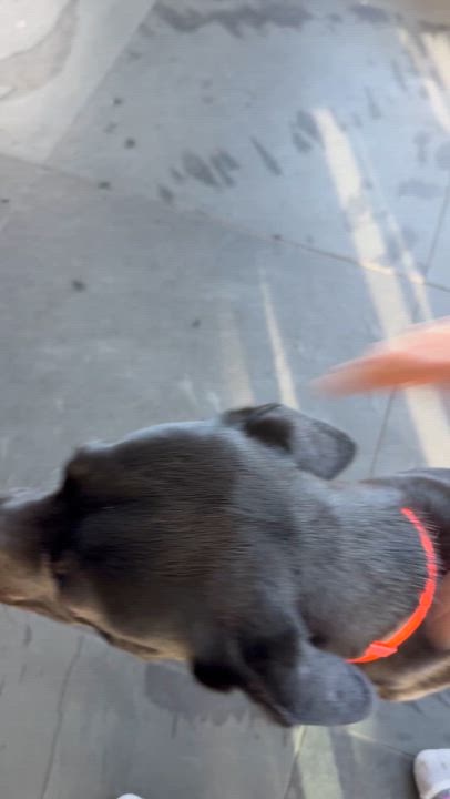 Enlarge TIA, a ADOPTABLE mixed breed in los angeles, CA video 6/6