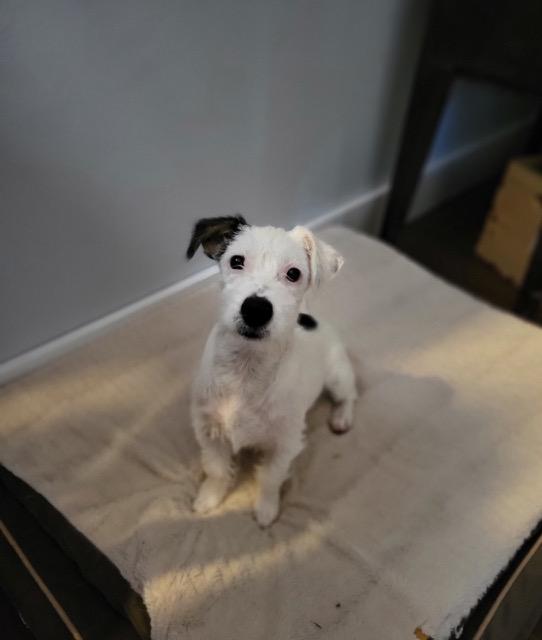Andy, Adopted, Adult Male Jack Russell Terrier.