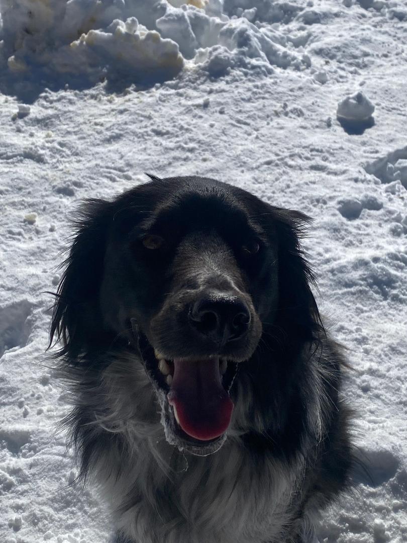 Enlarge Rio, a Adoptable Border Collie in Crested Butte , CO image 1/1