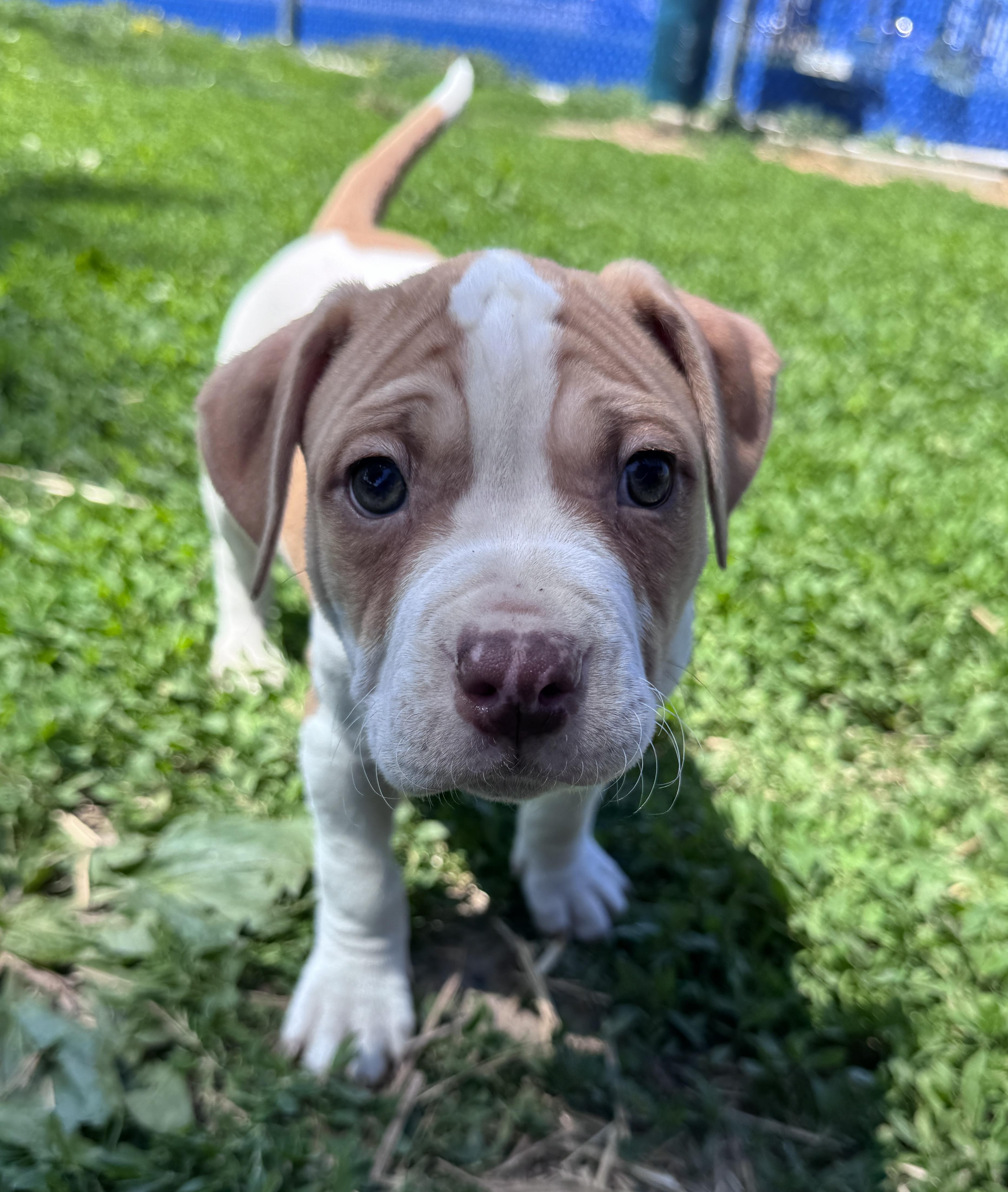 Curds, an adopted mixed breed in Des Moines, IA image 6/6