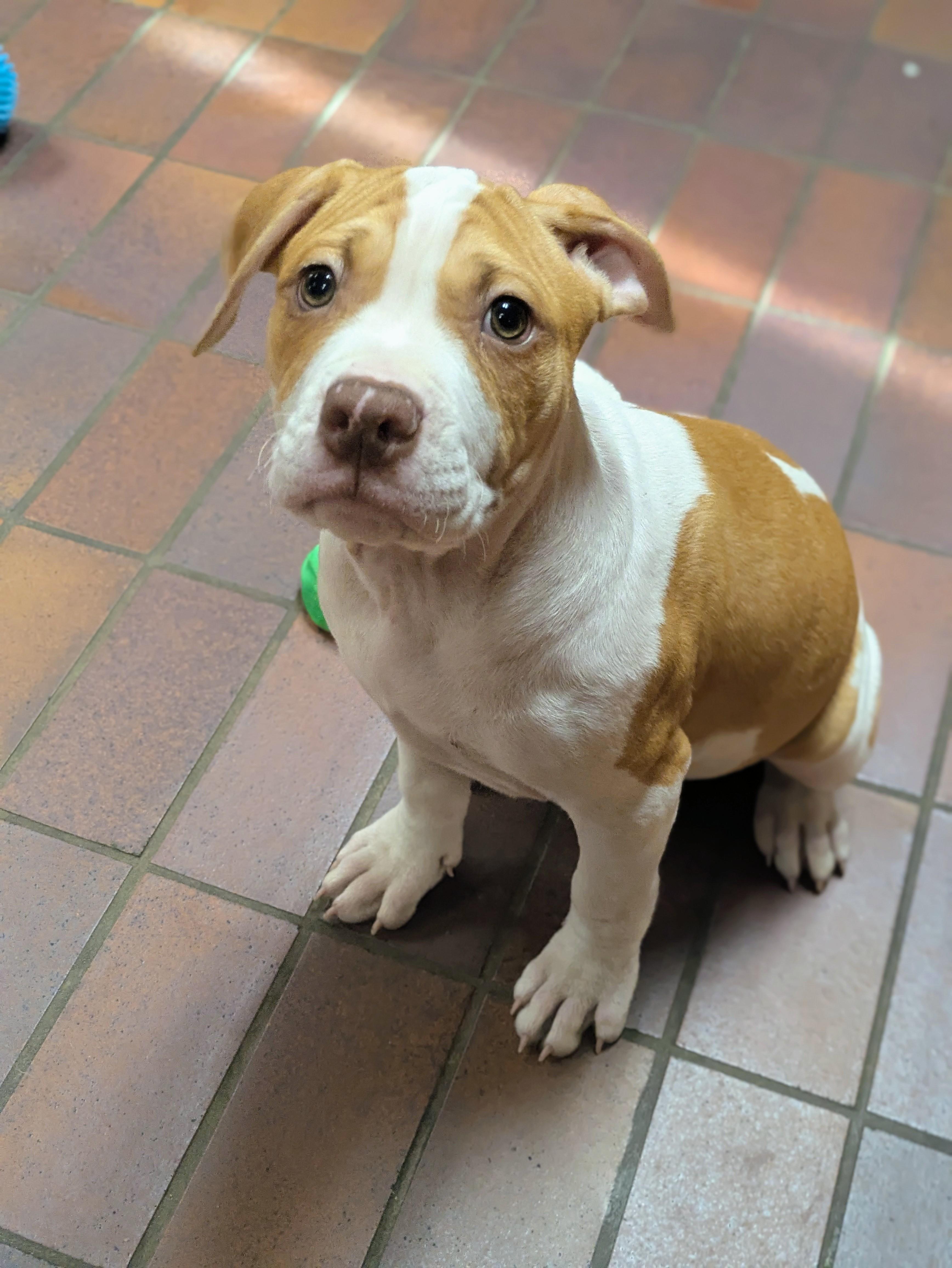 Curds, an adopted mixed breed in Des Moines, IA image 1/6