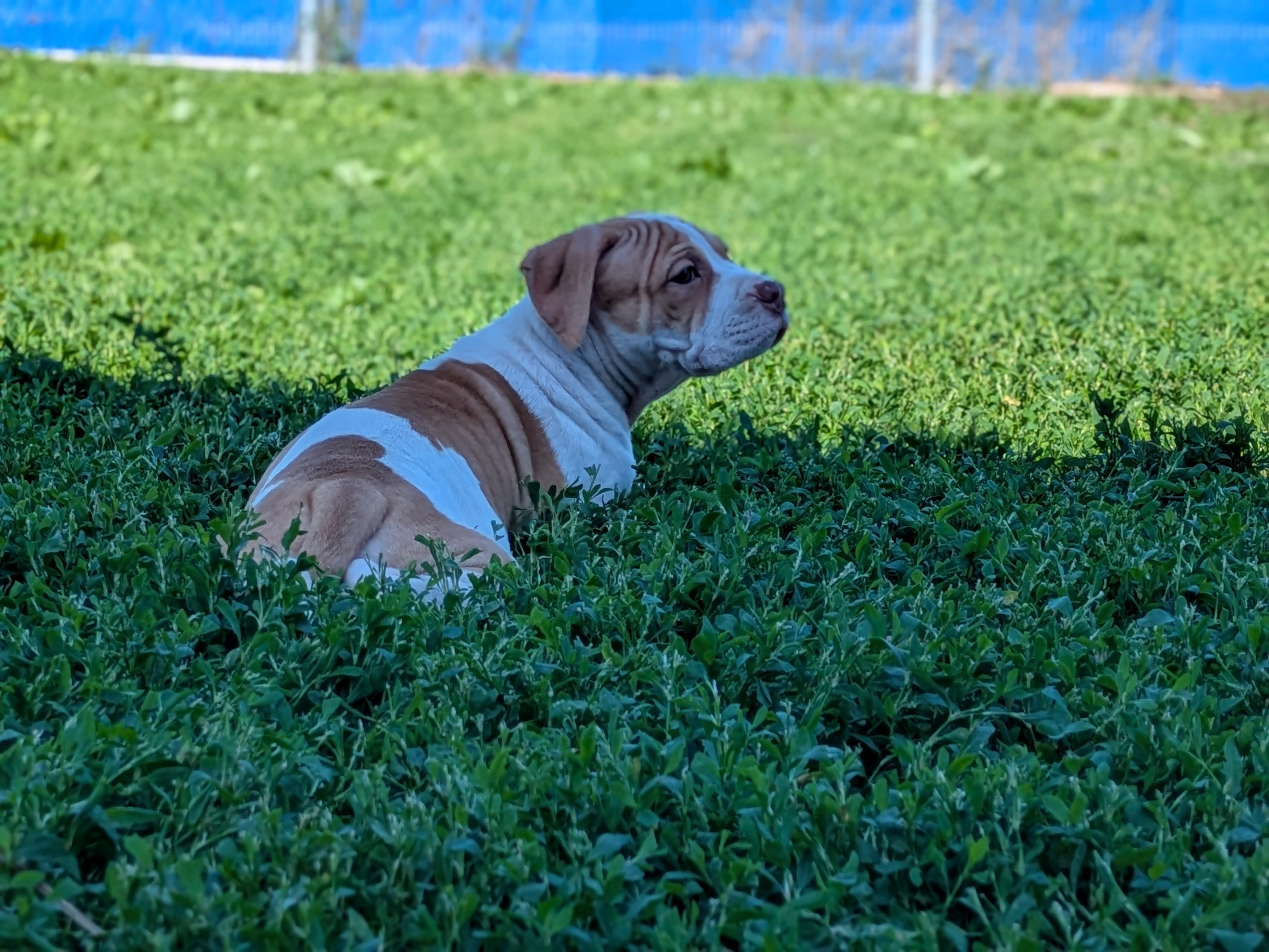 Curds, an adopted mixed breed in Des Moines, IA image 4/6