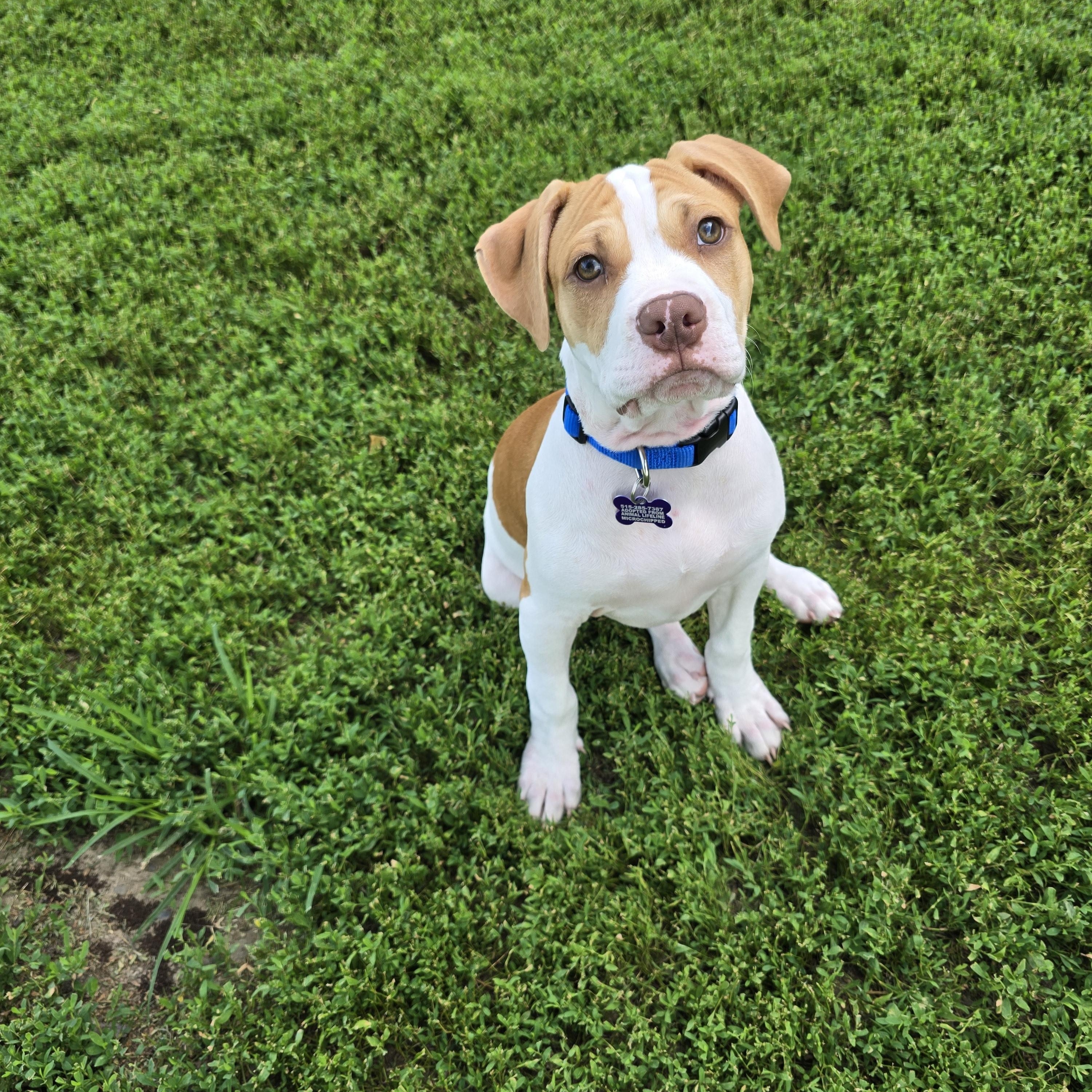 Curds, adoptable, Puppy Male Mixed Breed.