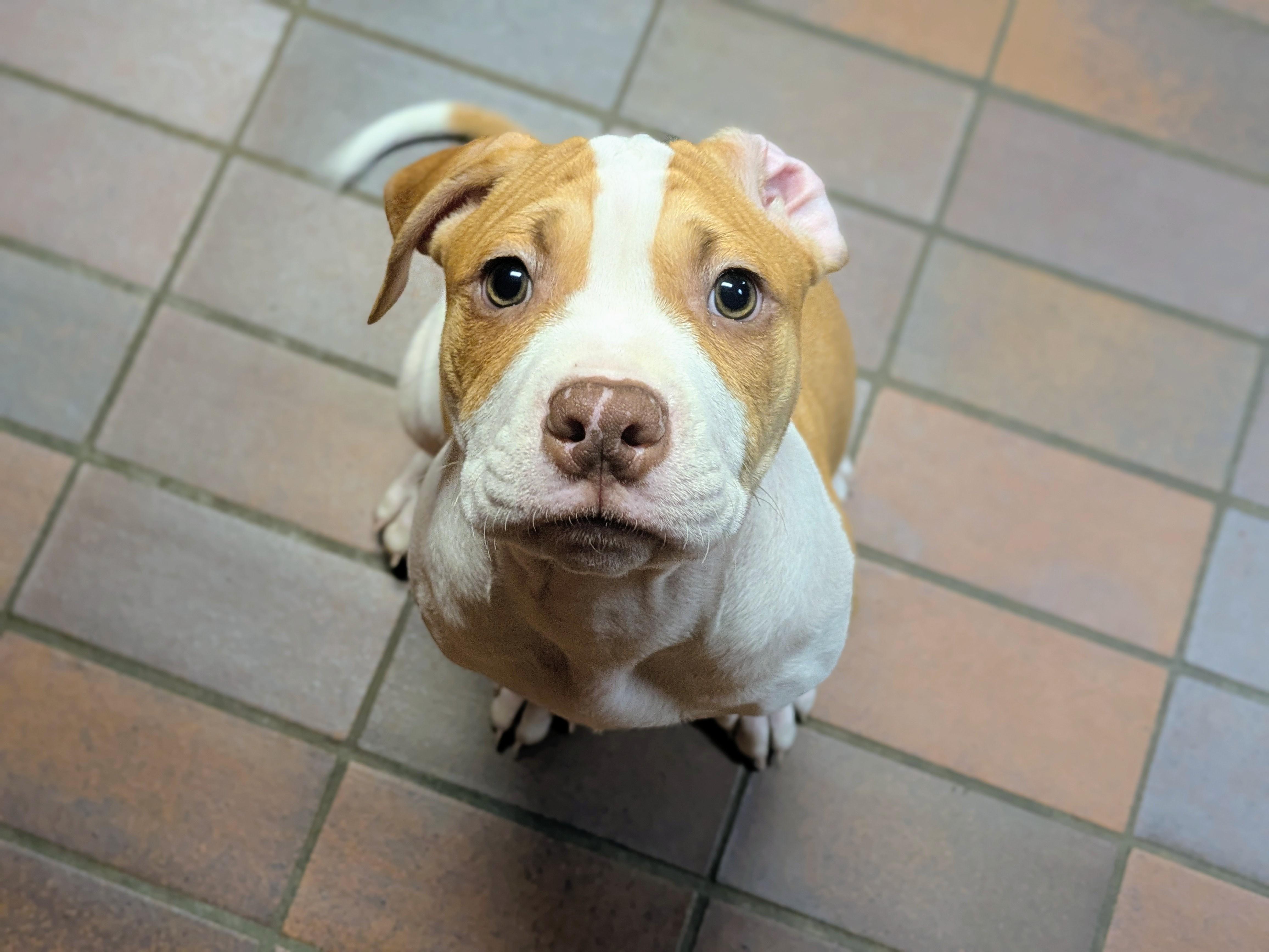 Curds, an adopted mixed breed in Des Moines, IA image 2/6