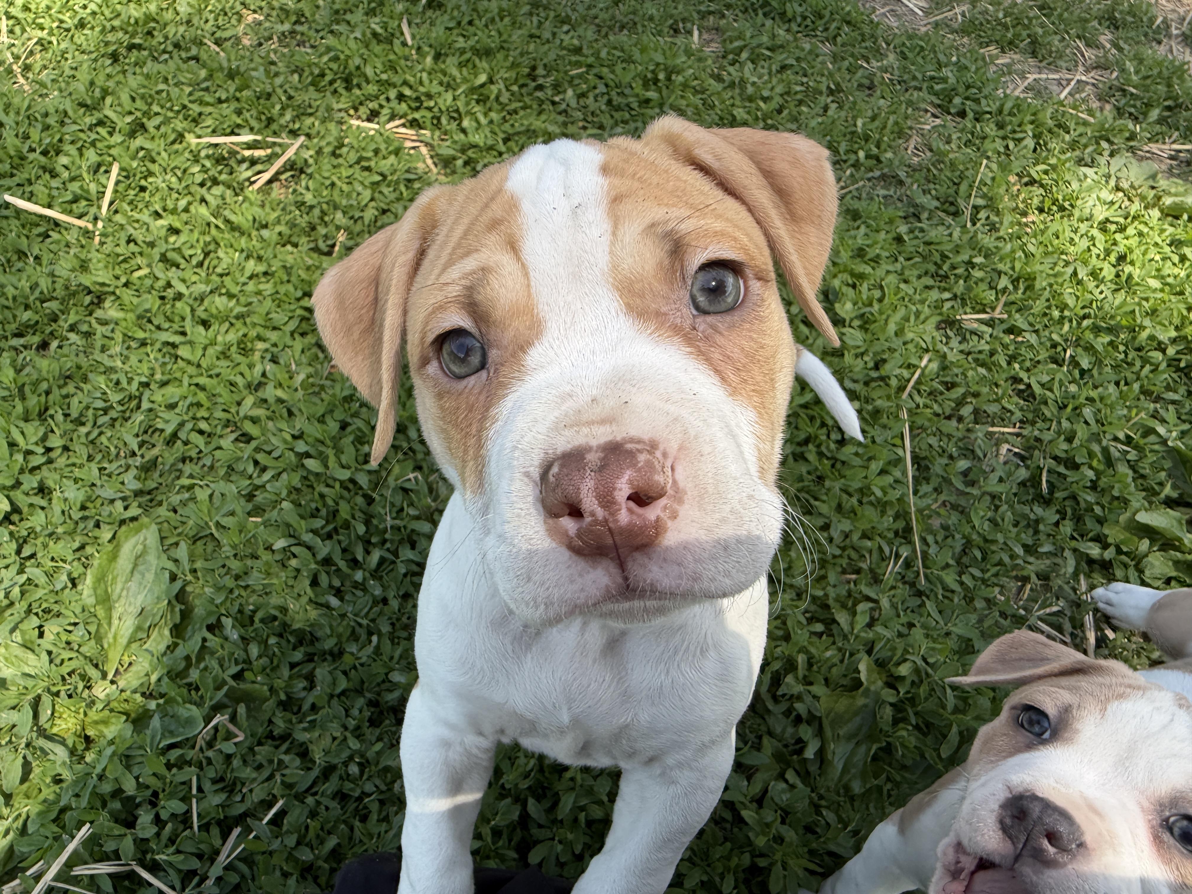 Curds, an adopted mixed breed in Des Moines, IA image 5/6