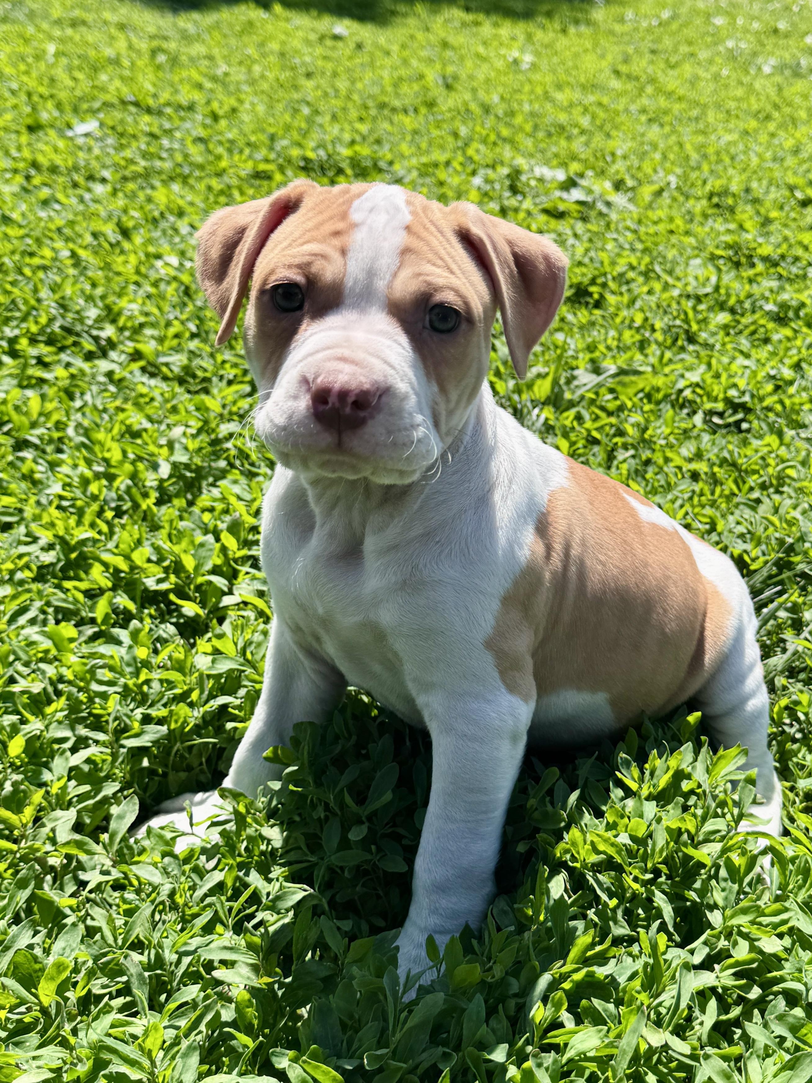 Curds, an adopted mixed breed in Des Moines, IA image 3/6