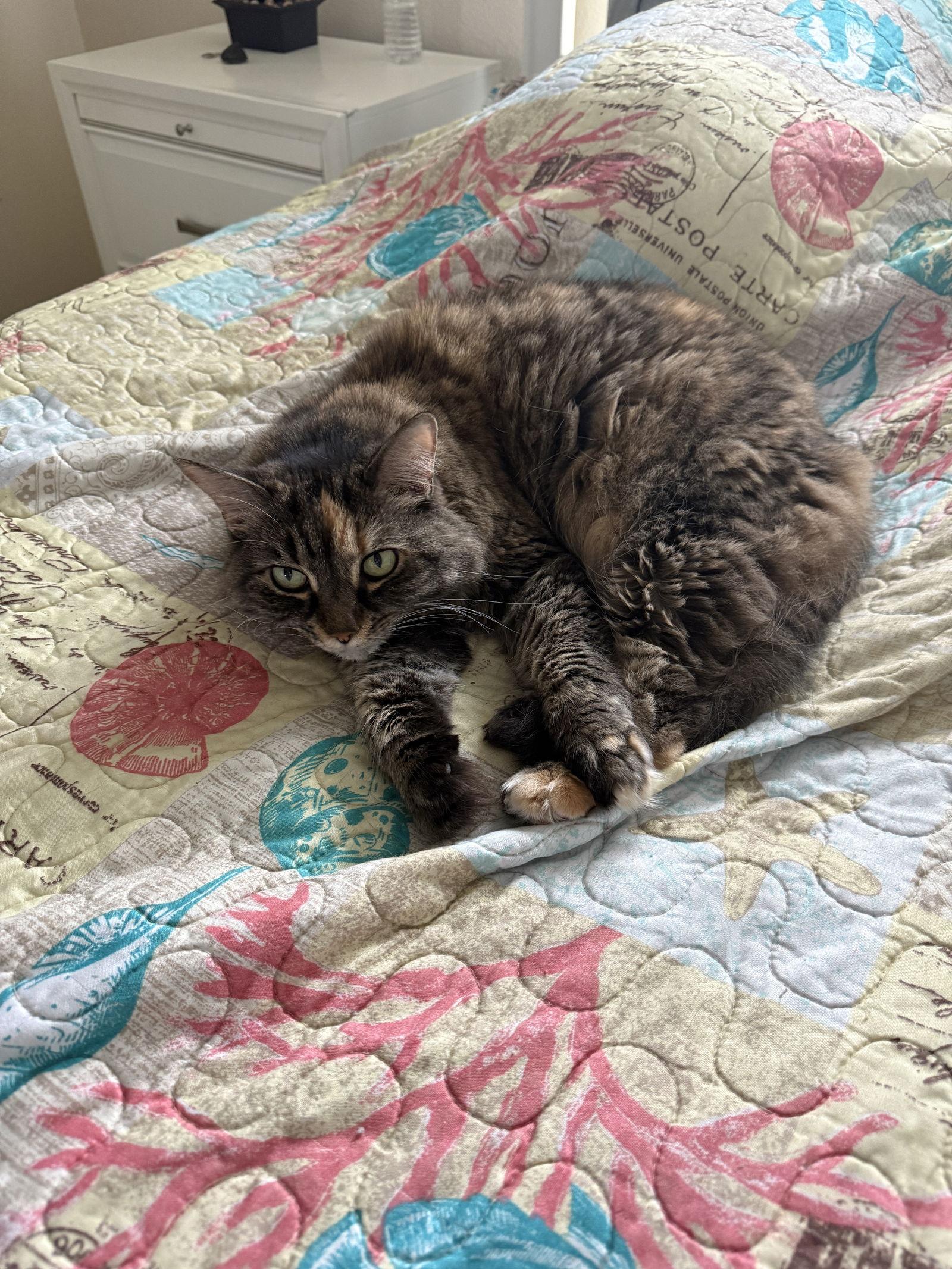 Enlarge Goldie, a Adoptable Domestic Long Hair in Naples, FL image 1/1