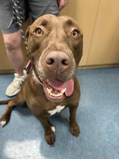 Enlarge Bandito, a Adoptable mixed breed in Sevierville, TN image 2/3