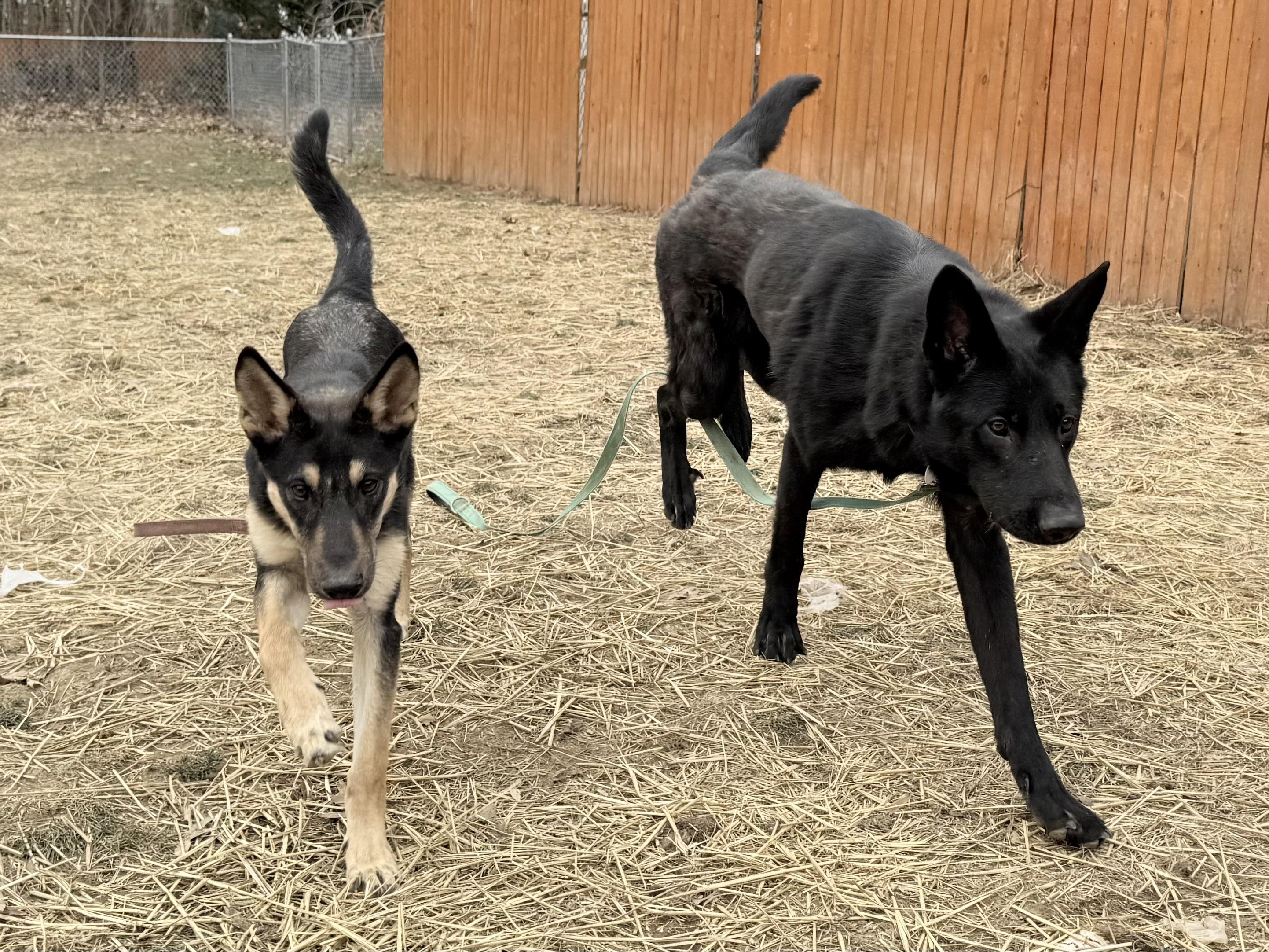 Enlarge PHOEBE, a ADOPTABLE mixed breed in Wilmington, DE image 3/3