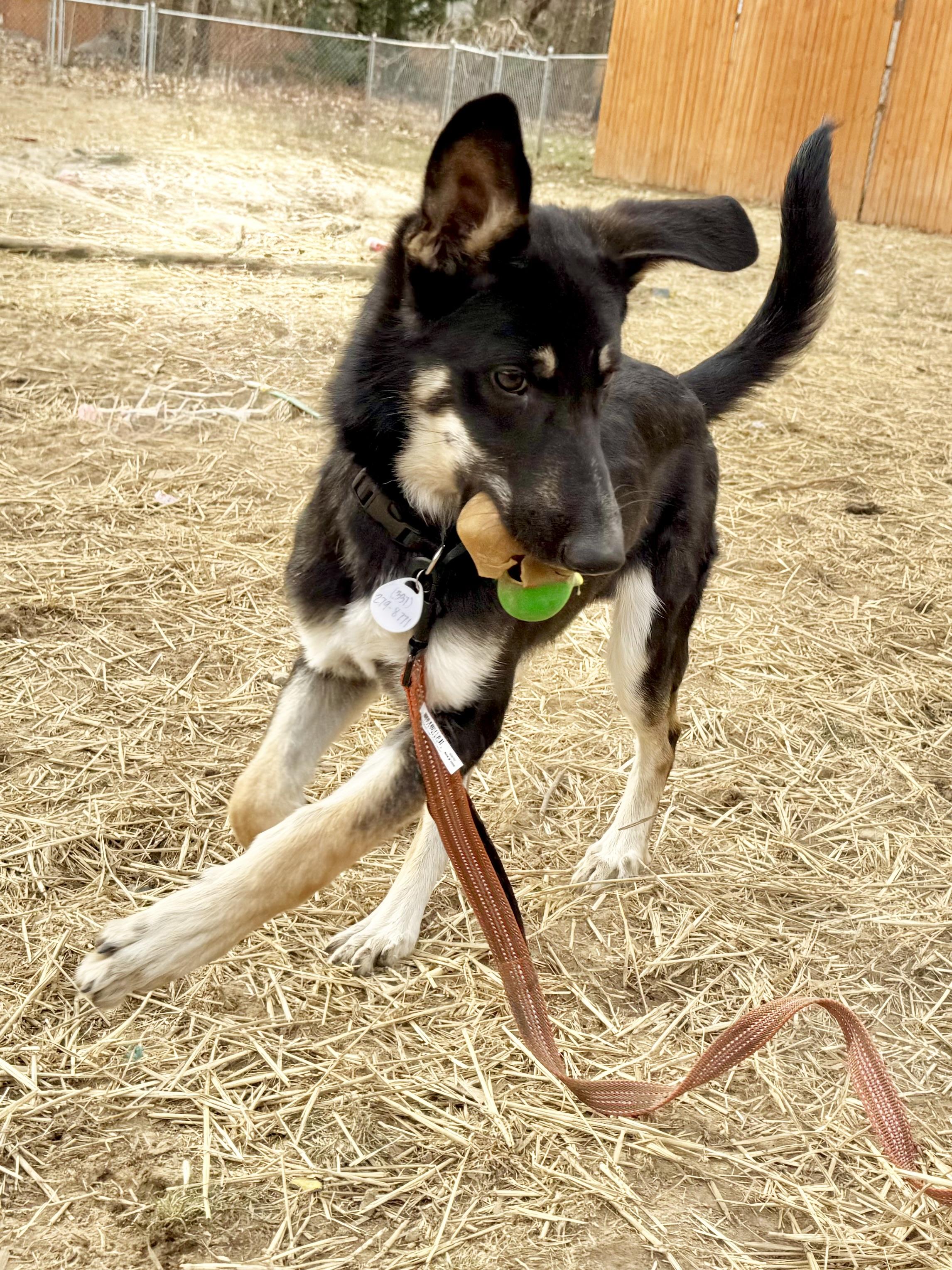 Enlarge PHOEBE, a ADOPTABLE mixed breed in Wilmington, DE image 1/3