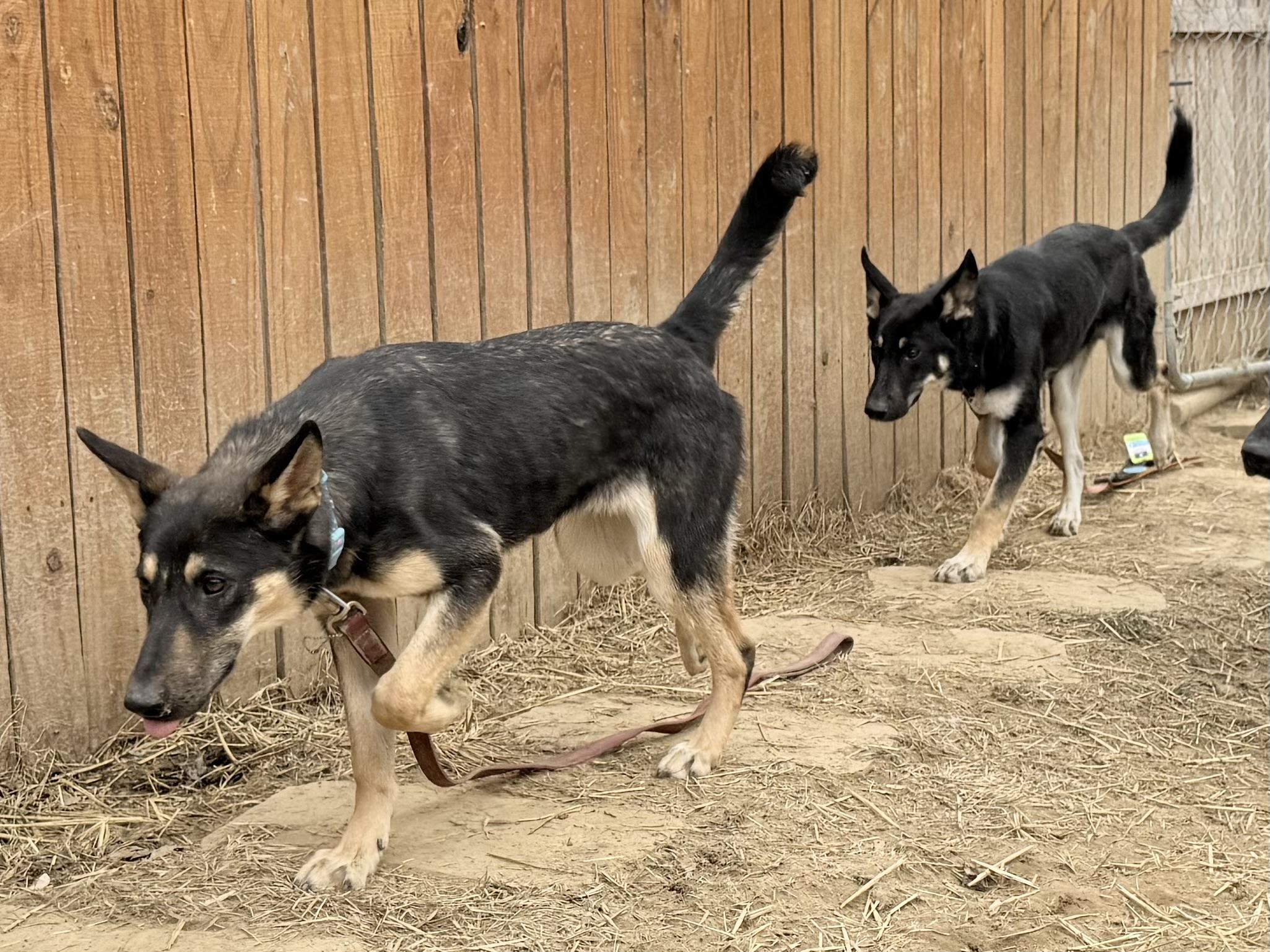 Enlarge PHOEBE, a ADOPTABLE mixed breed in Wilmington, DE image 2/3