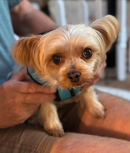 Layla, an adopted Yorkie Poo in Matthews, NC image 2/2