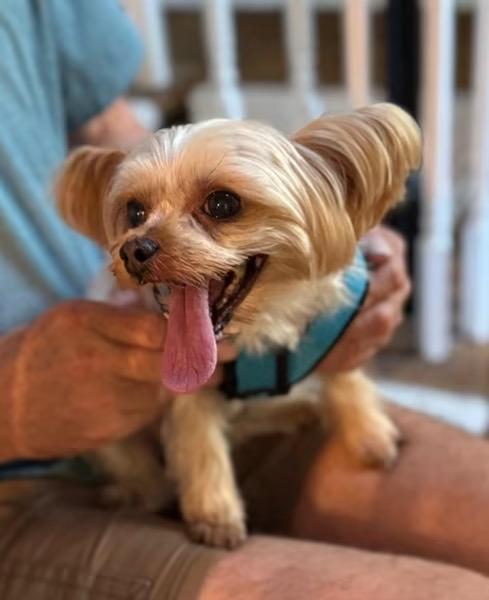Layla, adopted, Senior Female Yorkie Poo.