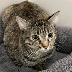 Mia, Baby Female Tabby