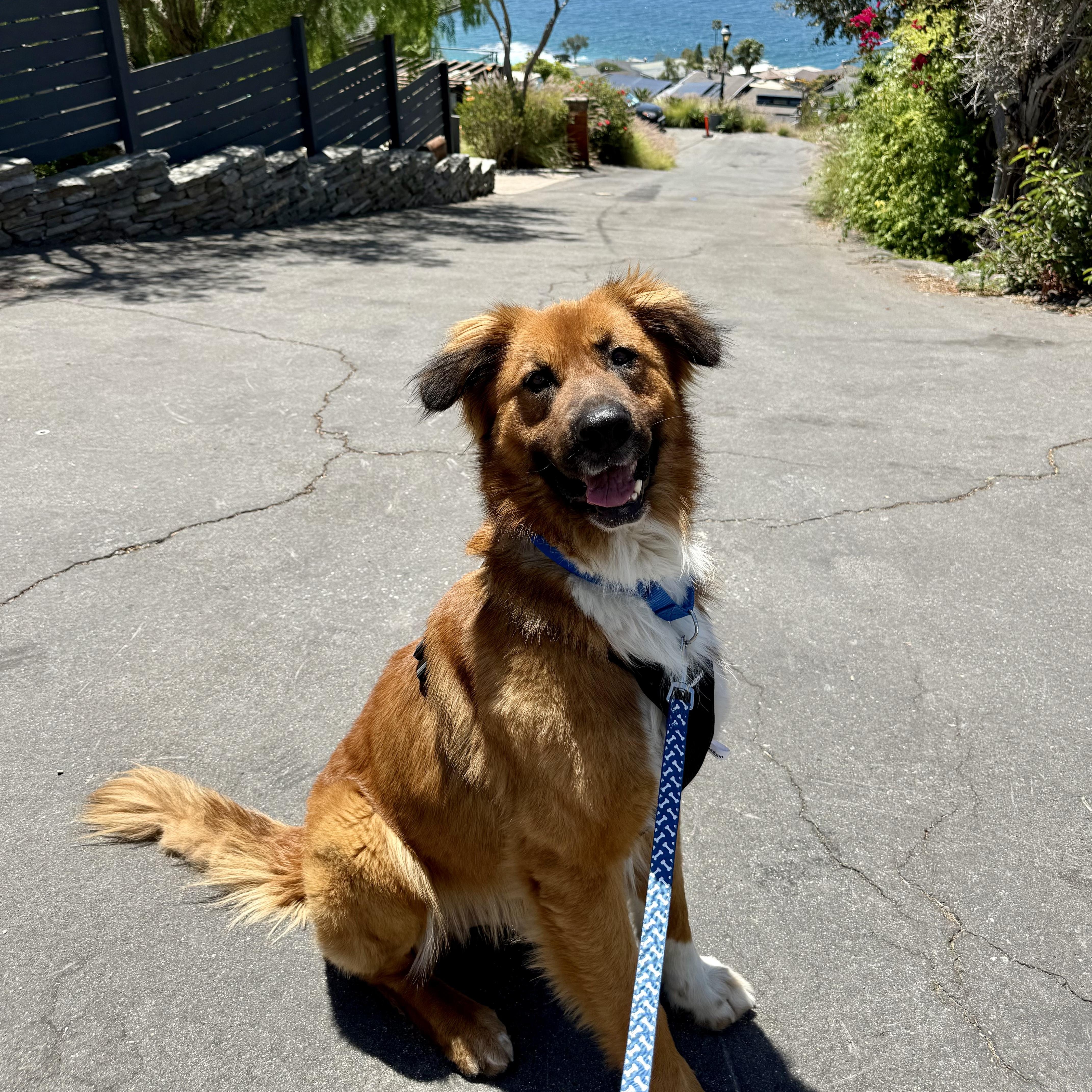 TOM!, a Adoptable mixed breed in Littleton, CO image 2/6