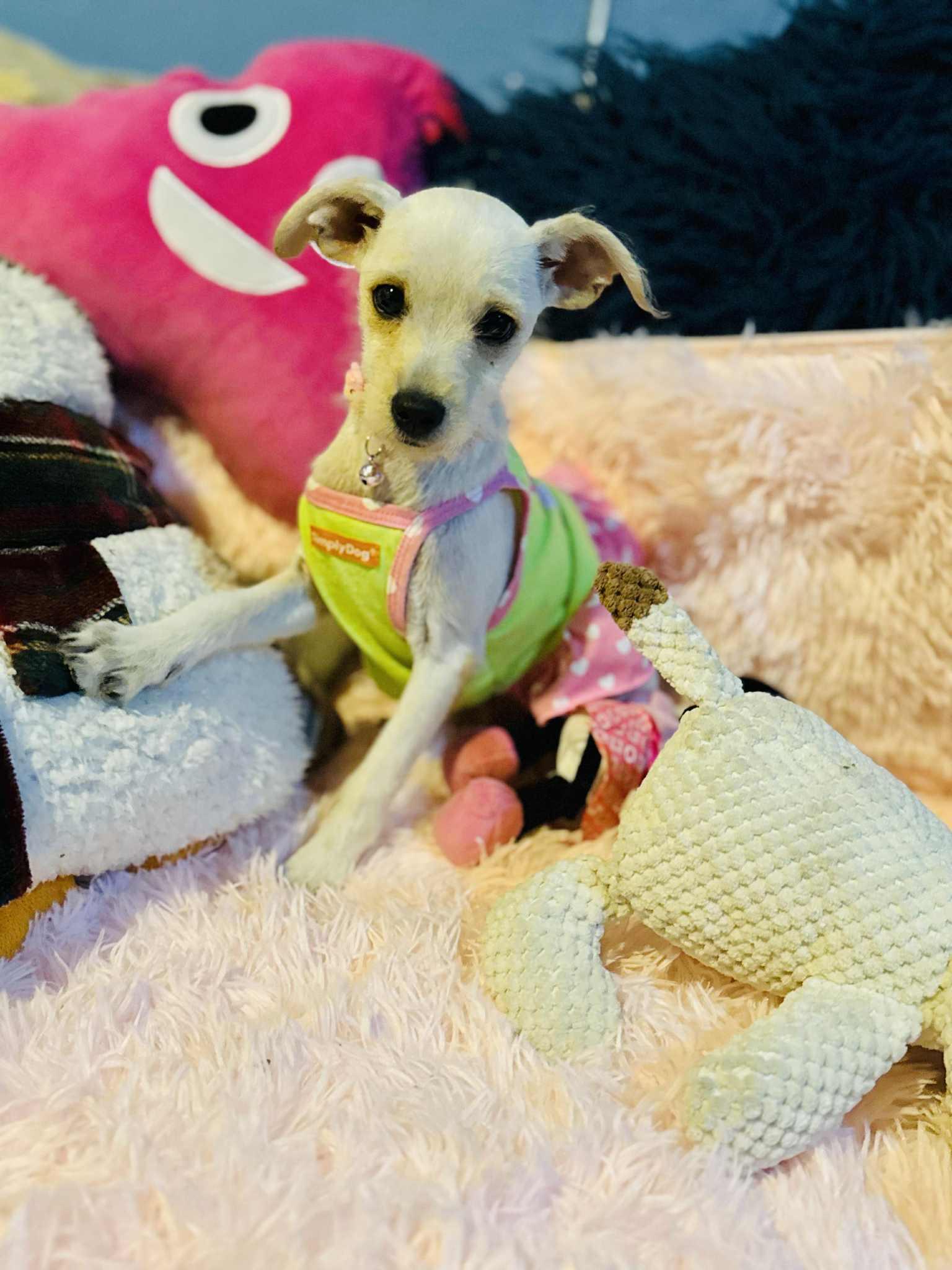 Letty, Adoptable, Young Female Maltese & Terrier.