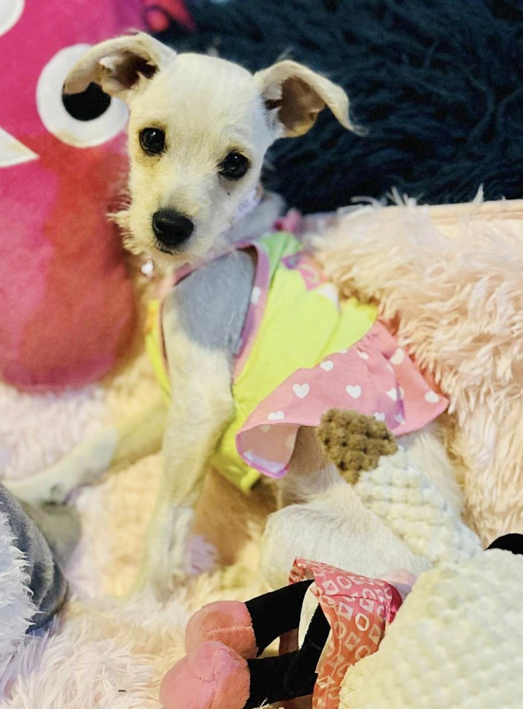 Letty, a Adoptable mixed breed in San Diego , CA image 2/4