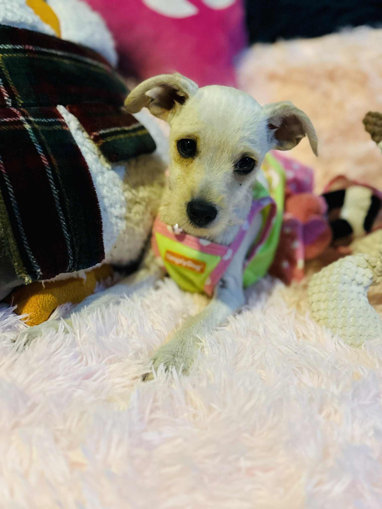 Letty, a Adoptable mixed breed in San Diego , CA image 3/4