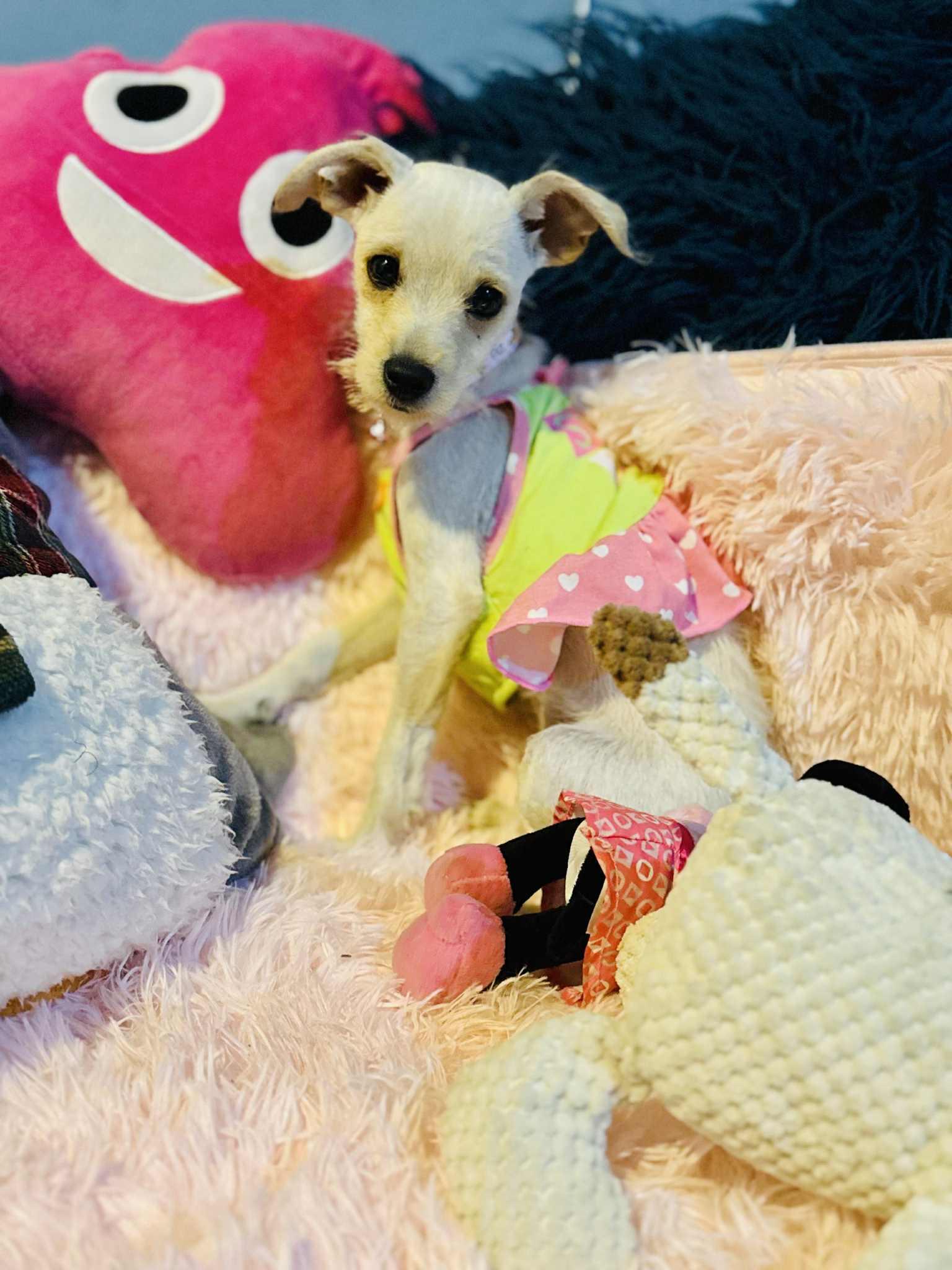 Letty, a Adoptable mixed breed in San Diego , CA image 4/4