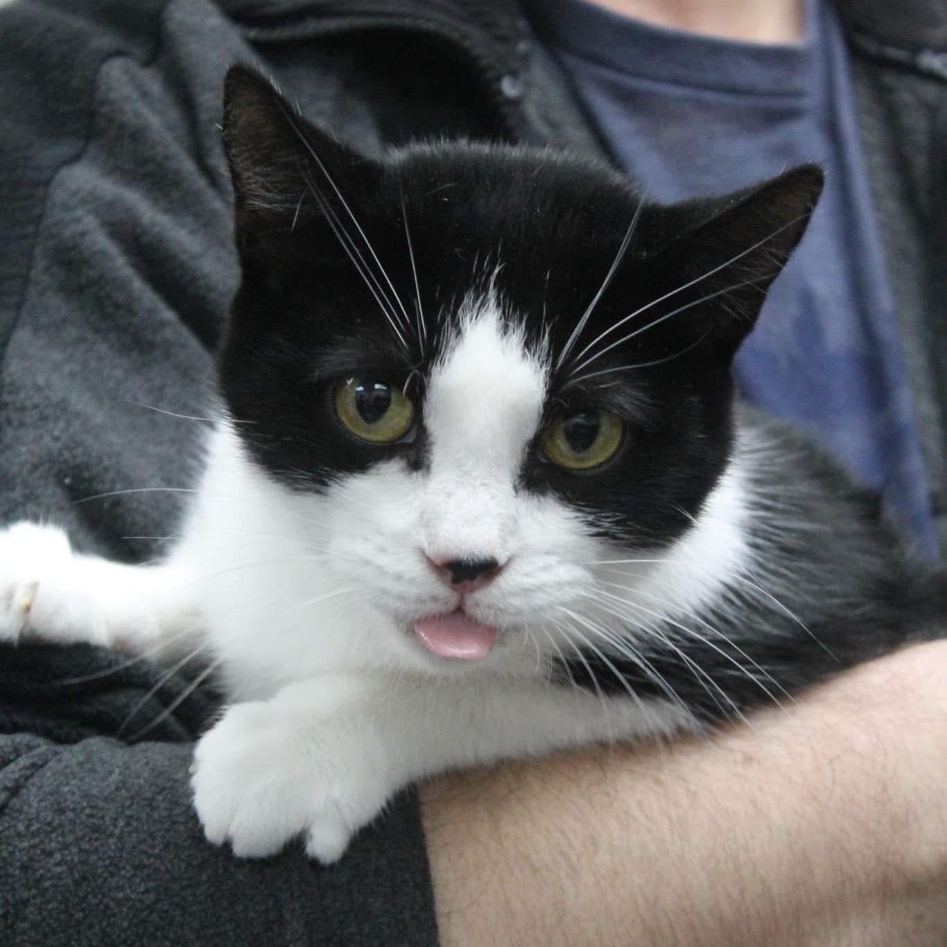 Wendy, Adoptable, Young Female Domestic Short Hair & Tuxedo.