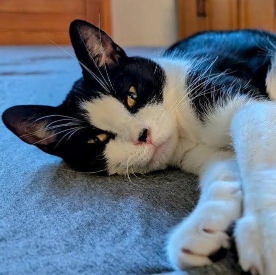 Wendy, Adoptable, Young Female Domestic Short Hair & Tuxedo.