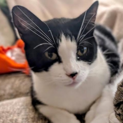 Enlarge Wendy, a Adoptable mixed breed in Lemont, IL image 6/6