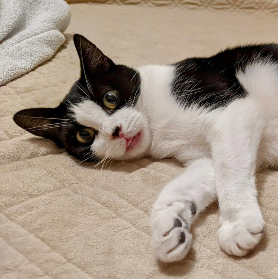 Enlarge Wendy, a Adoptable mixed breed in Lemont, IL image 4/6