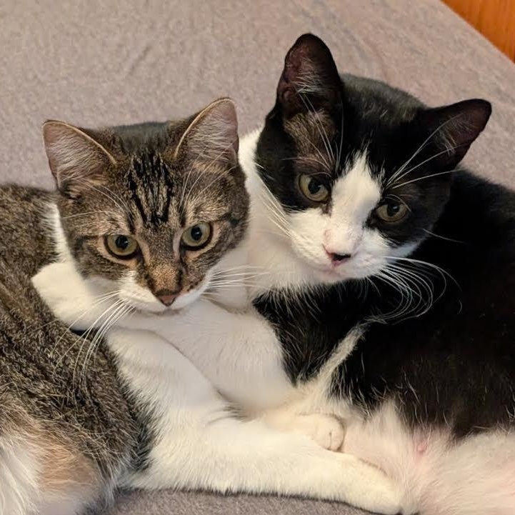 Enlarge Wendy, a Adoptable mixed breed in Lemont, IL image 2/6