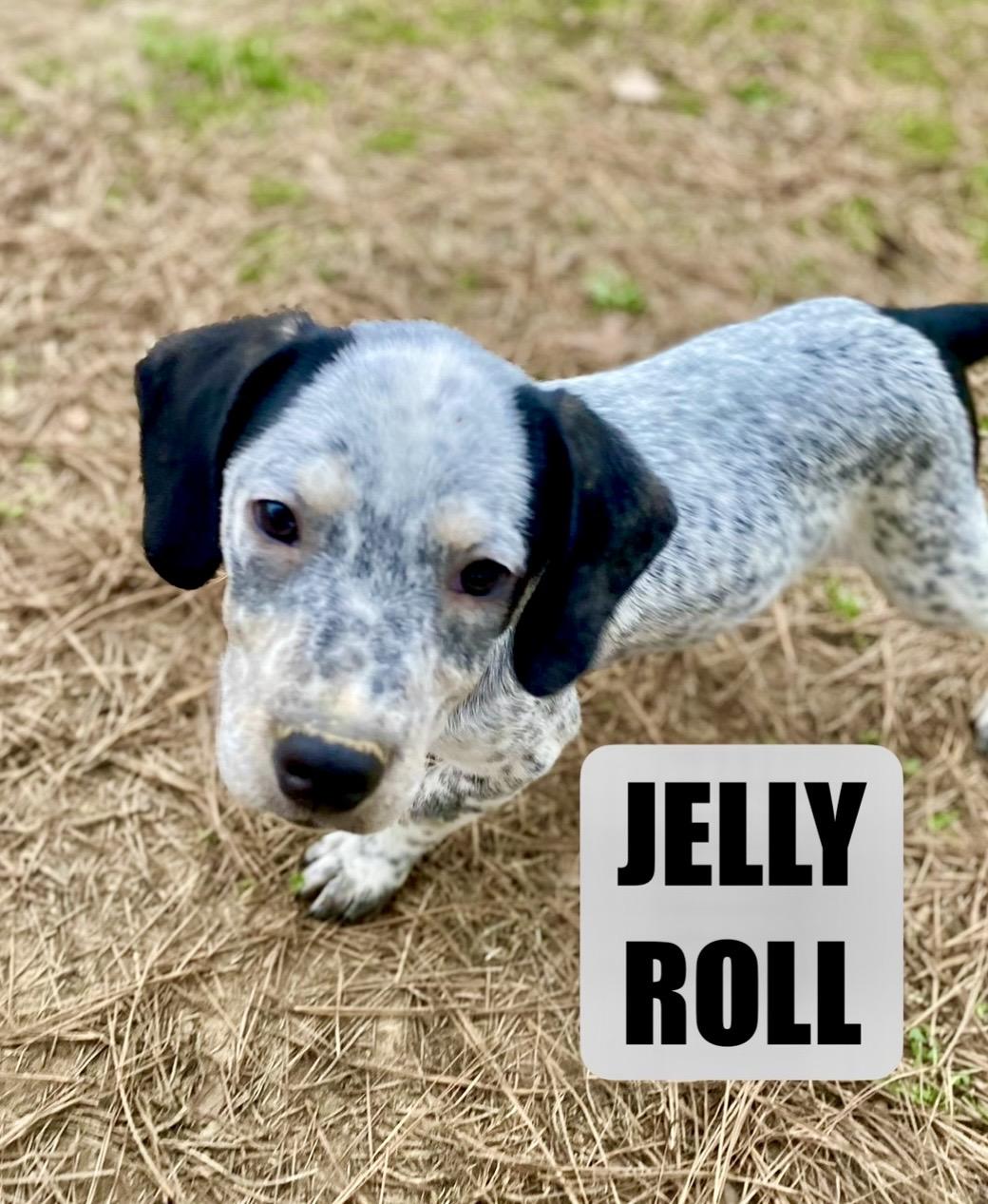 Jelly-roll, Adoptable, Puppy Male Beagle & Terrier.