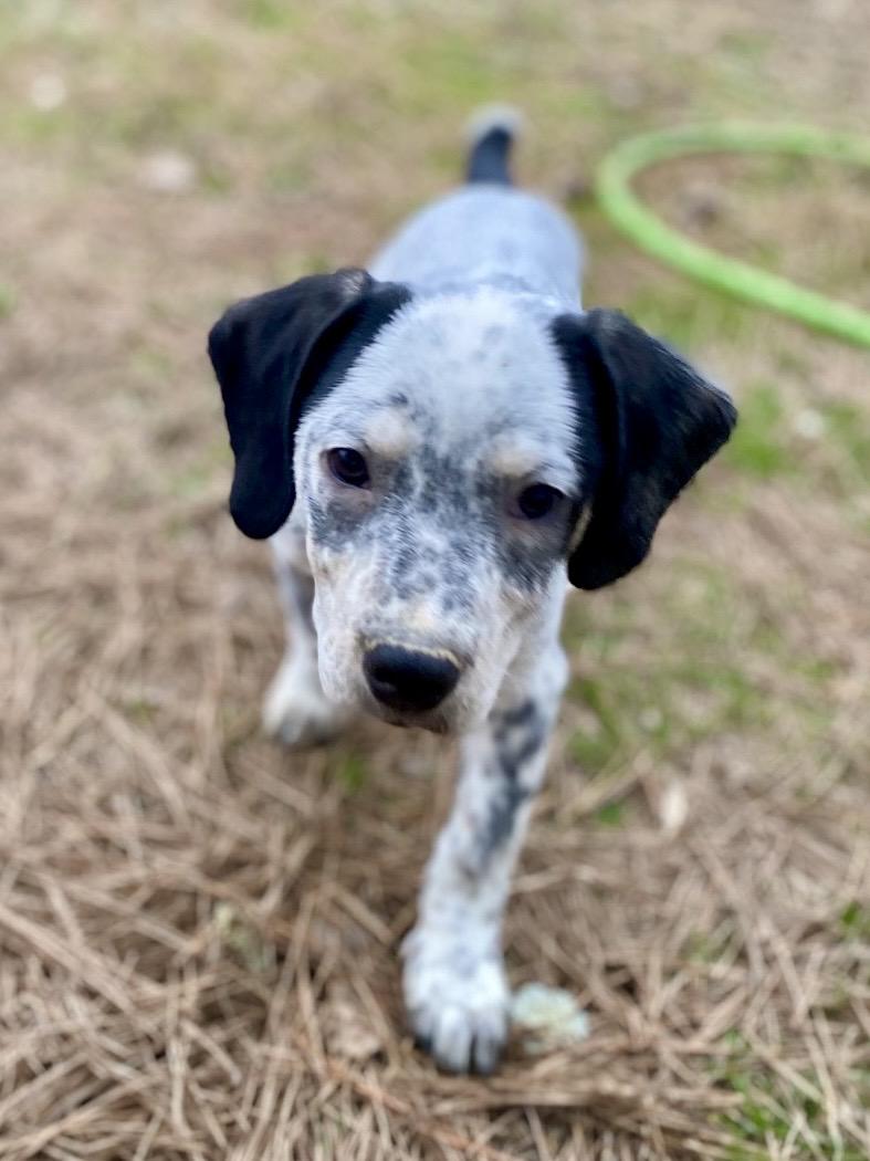 Enlarge Jelly-roll, a Adoptable mixed breed in Pembroke, MA image 5/5