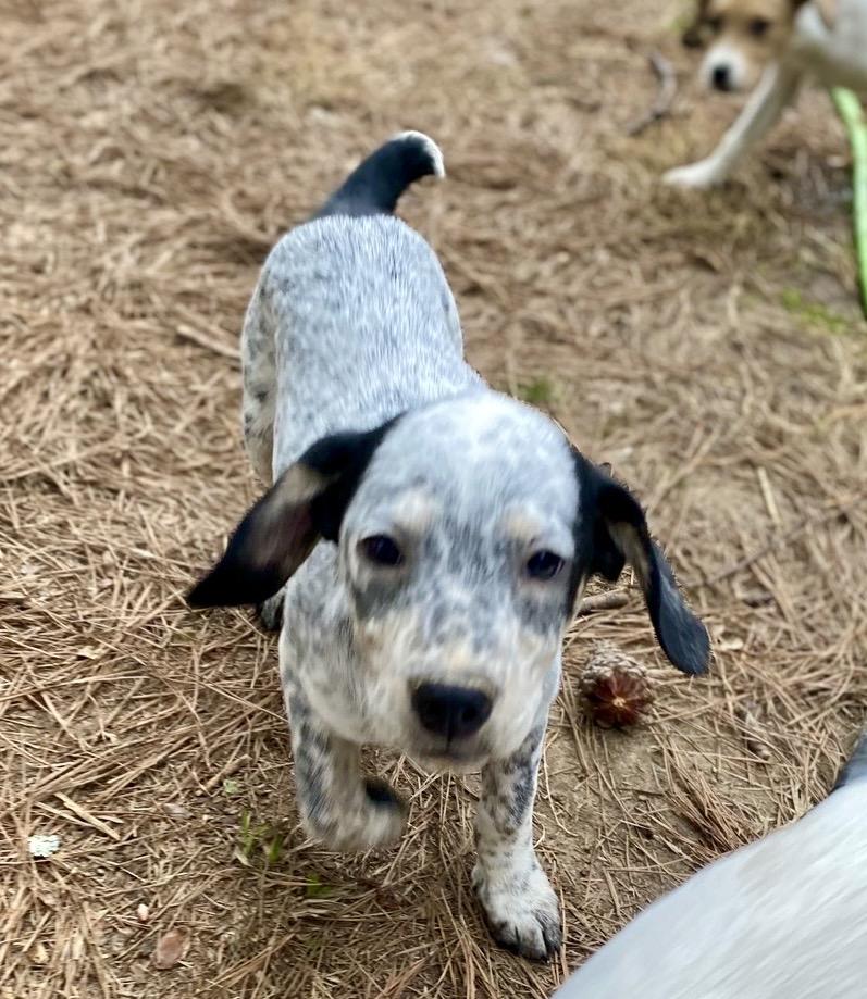 Enlarge Jelly-roll, a Adoptable mixed breed in Pembroke, MA image 2/5