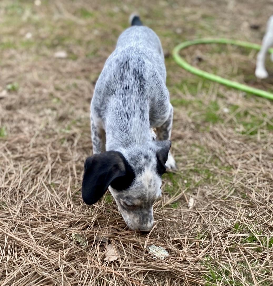 Enlarge Jelly-roll, a Adoptable mixed breed in Pembroke, MA image 4/5