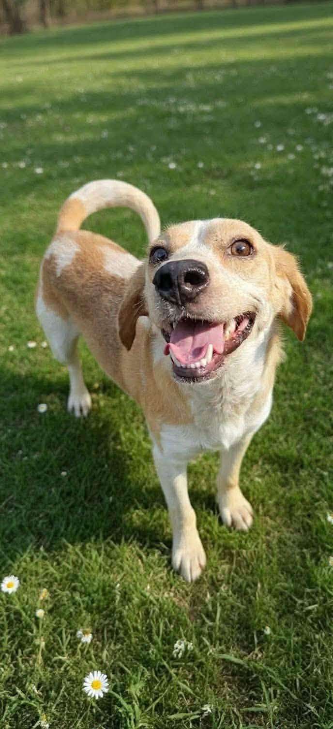 Pickles, Adoptable, Adult Female Mixed Breed.