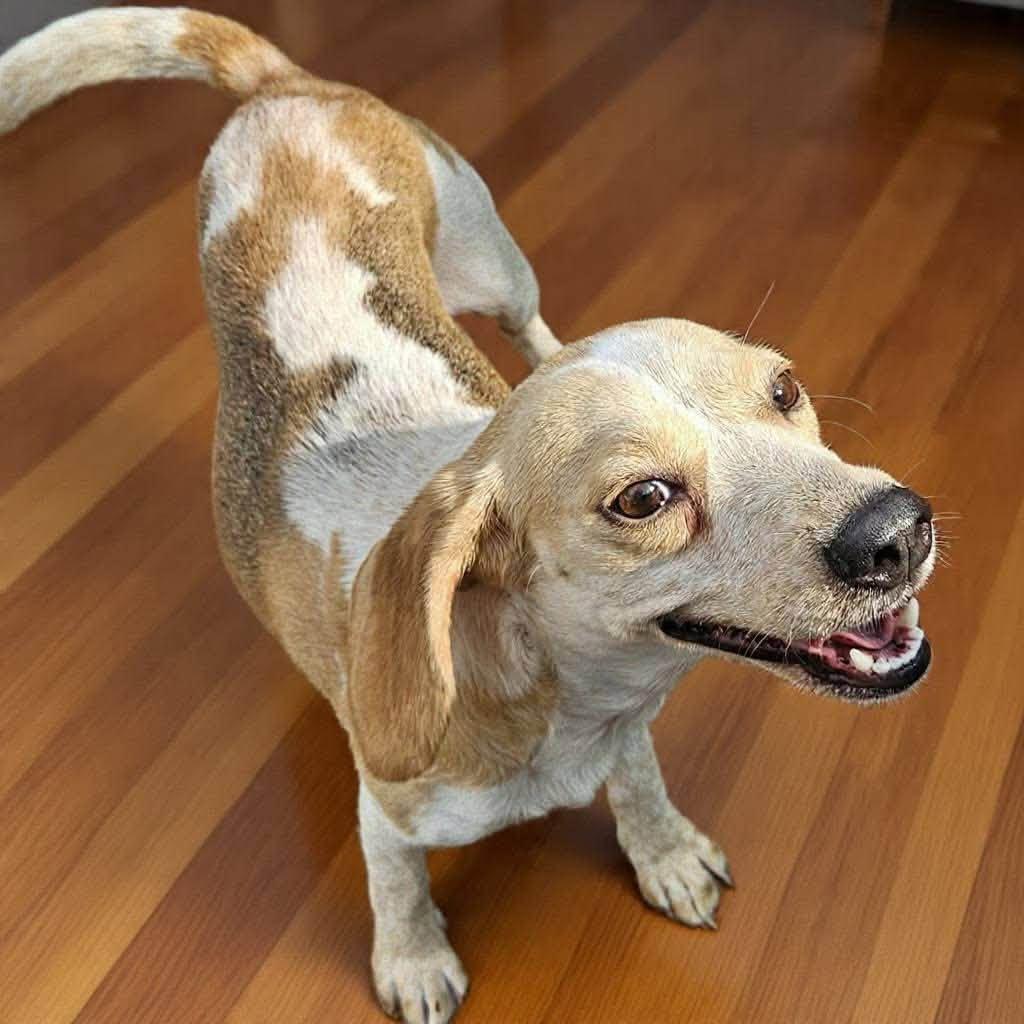 Pickles, a Adoptable Mixed Breed in Fairmont, WV image 3/3