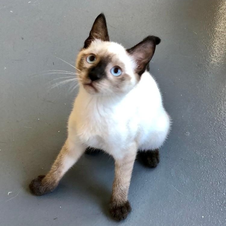 Nismo, an adopted Siamese in Lodi, CA image 1/4