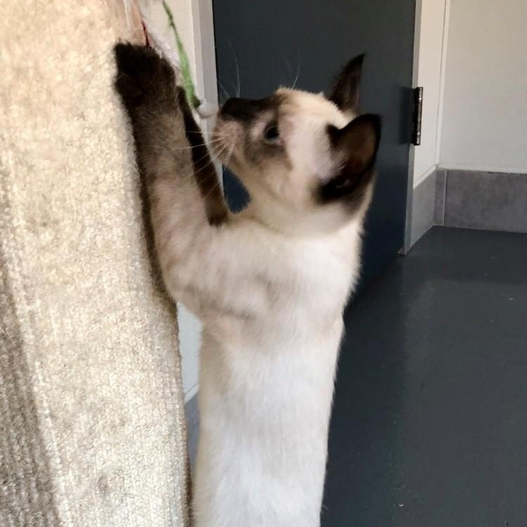 Nismo, an adopted Siamese in Lodi, CA image 4/4