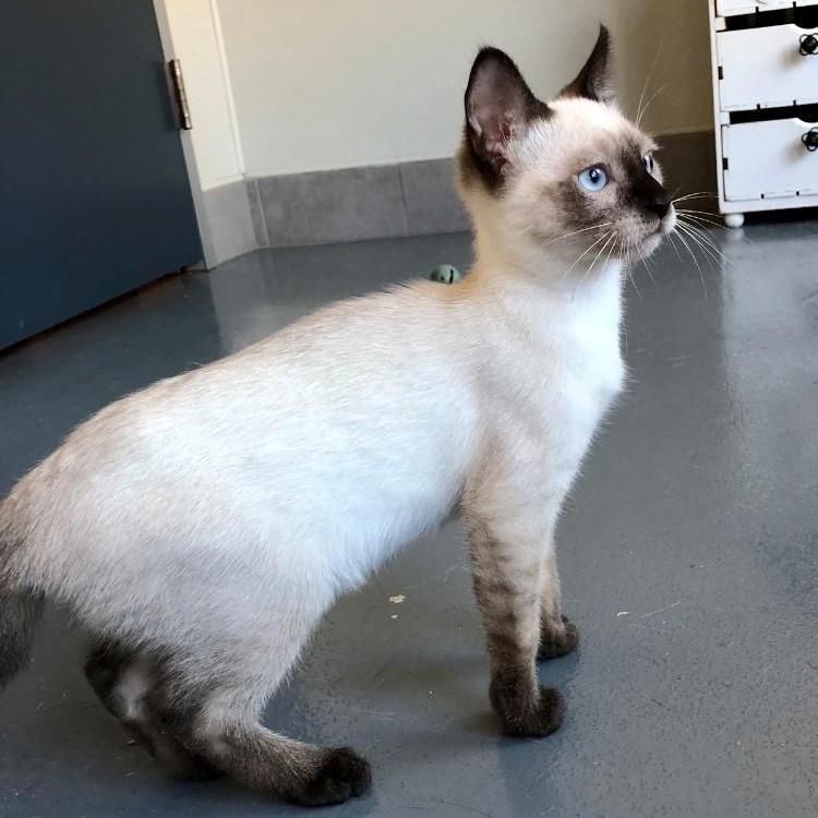 Nismo, an adopted Siamese in Lodi, CA image 3/4