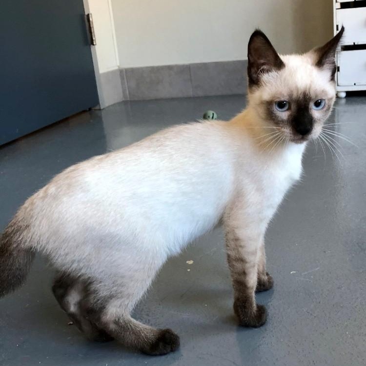 Nismo, an adopted Siamese in Lodi, CA image 2/4