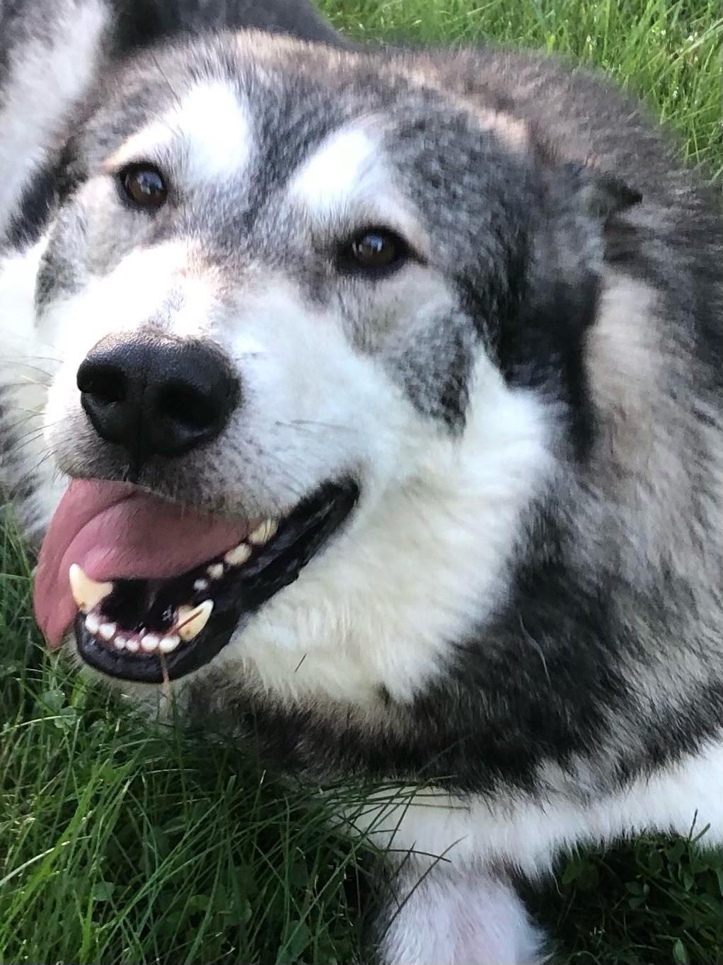 Lobo, Adopted, Adult Male Alaskan Malamute.