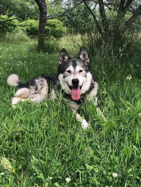 Lobo, a Adopted Alaskan Malamute in Cuba, NY image 4/6