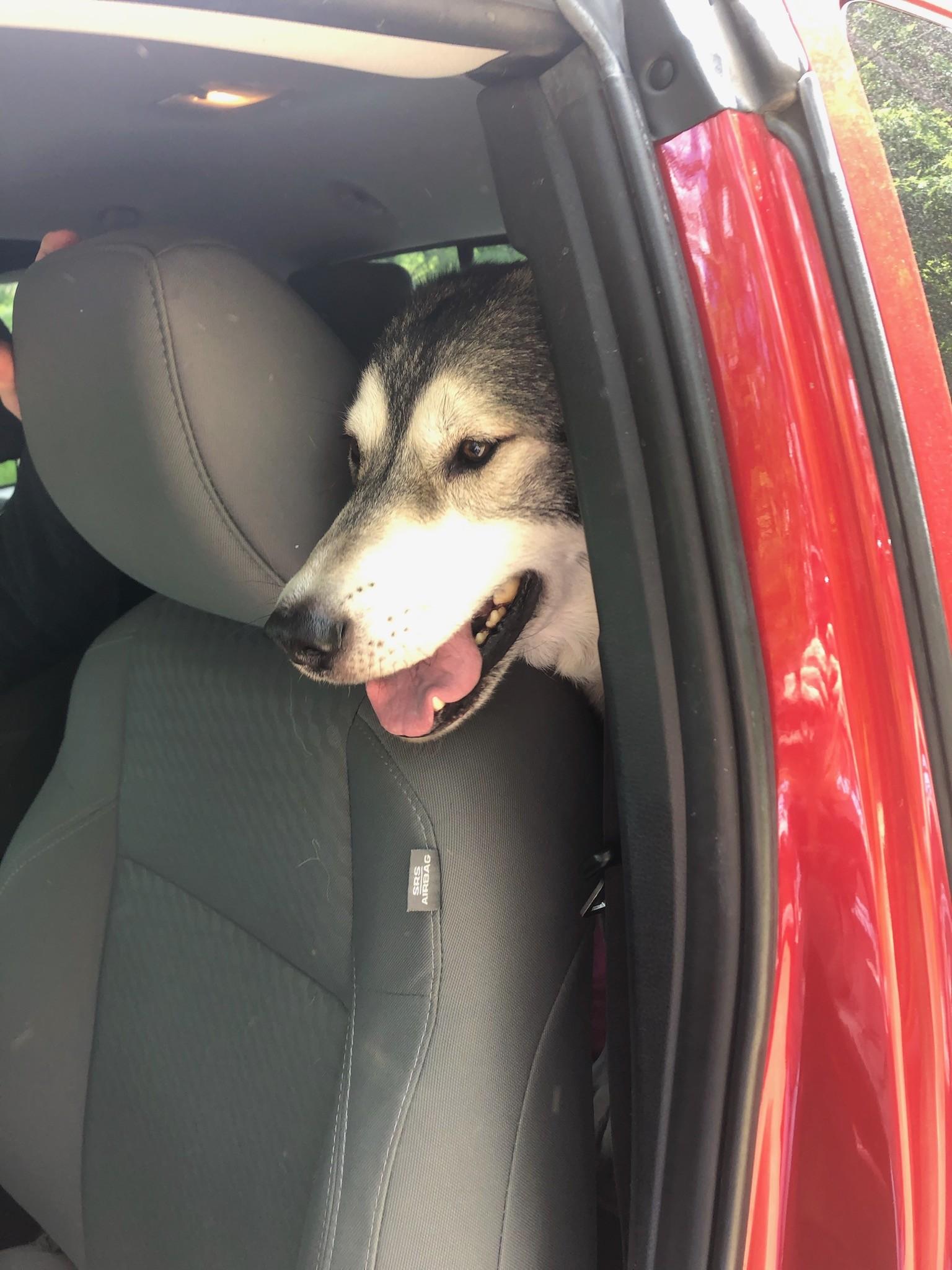 Lobo, a Adopted Alaskan Malamute in Cuba, NY image 5/6