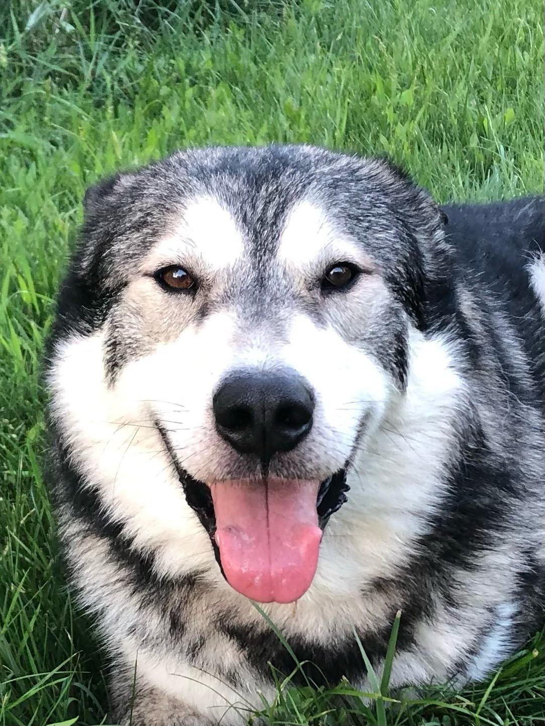 Lobo, a Adopted Alaskan Malamute in Cuba, NY image 6/6