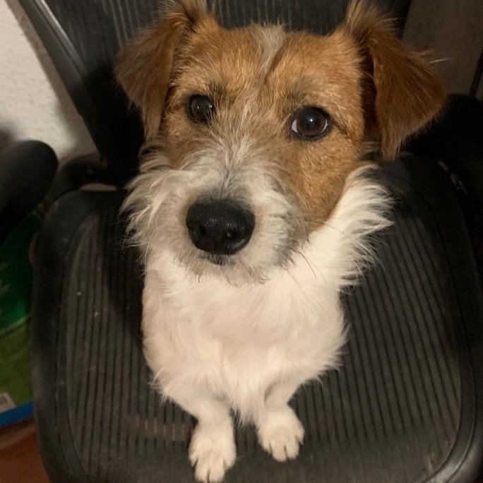 Vinny, Adopted, Young Male Parson Russell Terrier.