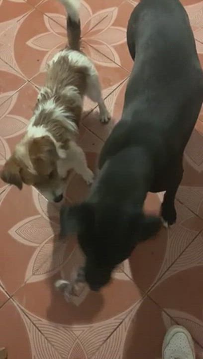 Enlarge Vinny, a Adopted mixed breed in Chula Vista, CA video 2/2