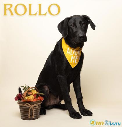 Rollo, Adoptable, Young Male Labrador Retriever & Mixed Breed.