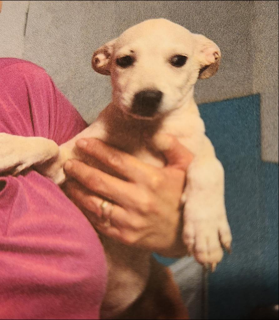 Enlarge Koda, a Adoptable mixed breed in Thompson Falls, MT image 1/1