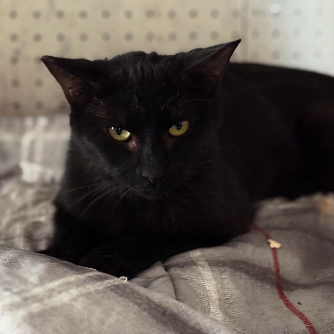 Enlarge Warlock, a Adoptable Domestic Short Hair in Las Cruces, NM image 1/1